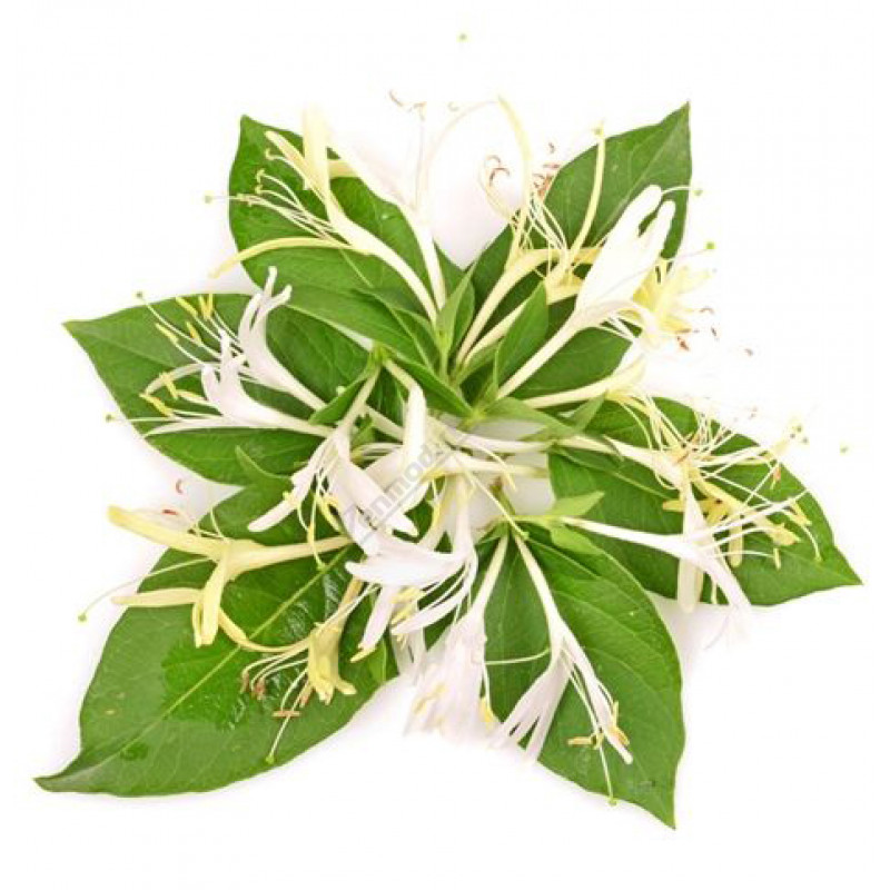 Фото и внешний вид — TPA - Honeysuckle 10мл